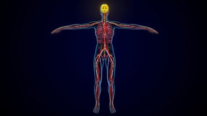 3d illustration of human nervous system anatomy
