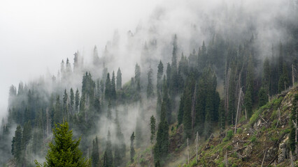 Misty forest in the mountains