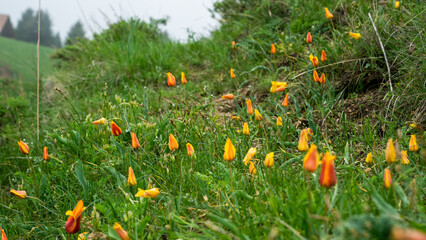 wild yellow tulips in the mountains