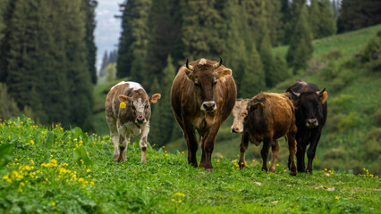 cows graze on alpine meadows in the mountains