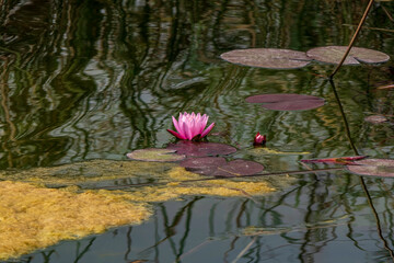 Pink flowers of the water lily lotus among the foliage on the water surface