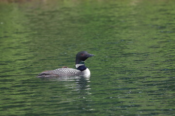 Common Loon