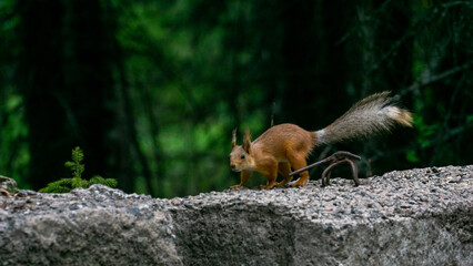 red squirrel on a rock in the forest