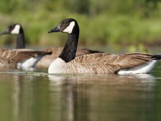 Canada geese resting on a lake in Canada