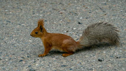 a red squirrel is sitting on the asphalt