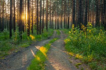 sunset in the forest