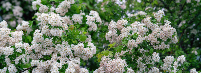 Panoramic view of white hawthorn blossoms