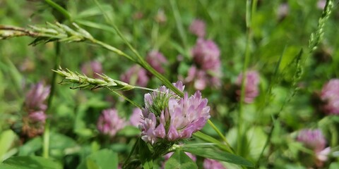 close up of pink flowers