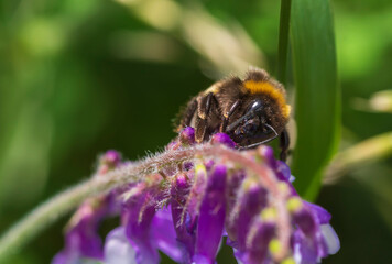 Eine Hummel sucht Nahrung an einer lila Blüte
