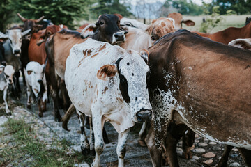Vacas y terneros caminando en el campo
