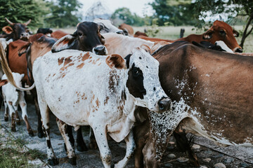 Vacas y terneros caminando en el campo