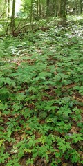 fern in the forest