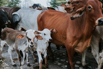 Vacas y terneros caminando en el campo