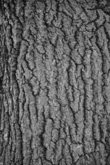 bark of a tree