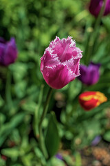 Spring tulips, Pskov region, Russia
