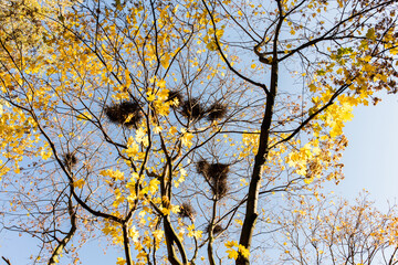 Autumn landscape with forest and sky. Front view.