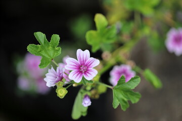 Obraz premium ウスベニアオイ