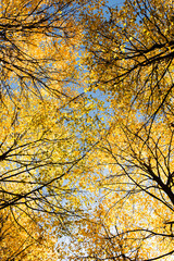 Autumn landscape with forest and sky. Vertical photo.