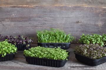 Various arugula micro-greens on a wooden background.