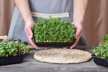 Close-up of female hands holding a plastic container with micro-greenery.