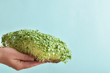 Micro-green arugula in the hands of a girl on a light blue background.