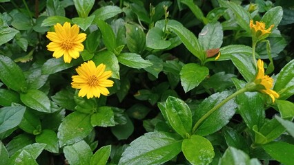 flowers in the garden