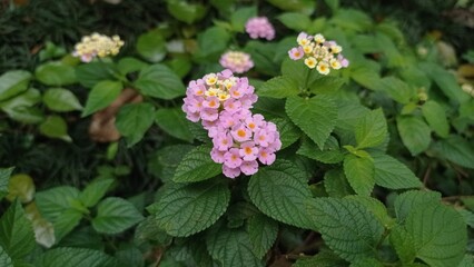 pink flowers in the garden