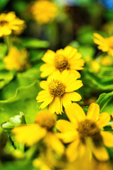 Beautiful flowers in the garden