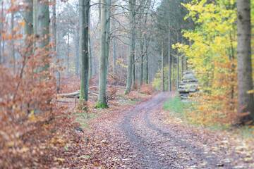 Fototapeta premium Rudeskov forest in denmark