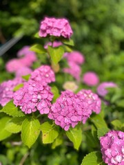 pink hydrangea flowers