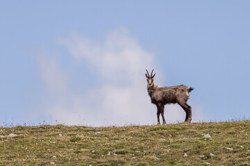 Chamois running on a ridge in the Vercors, France