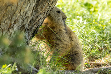 Marmot feeding in the Vercors, France