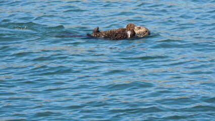 seal in the sea