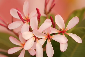 pink frangipani flowers
