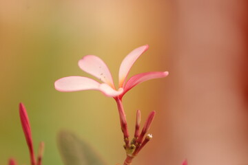 Single Pink Frangipani Flower