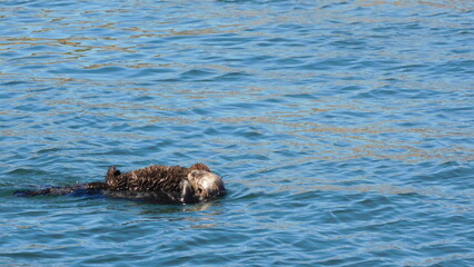 Fototapeta premium seal in the sea