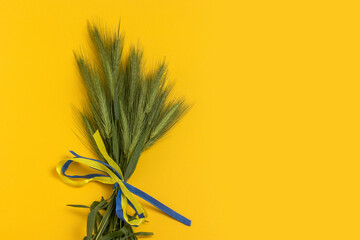 Bunch of green wheat ears on a yellow background. The yellow and blue ribbon symbolizes the Ukrainian flag.