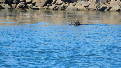 Fototapeta premium seal in the sea