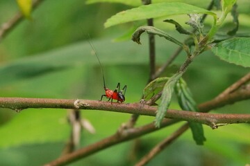 ladybug on a leaf