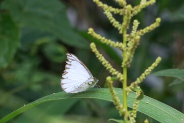 butterfly on a flower