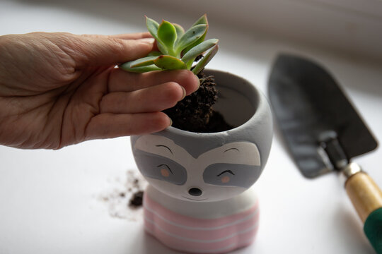 Spring transplanting plants at home. Women's hands are transplanting echiveria into a new pot and fresh soil.