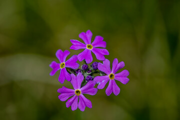 Primula farinosa flower in meadow, close up shoot