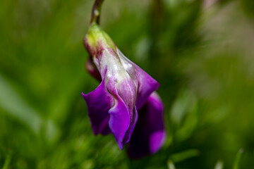 Lathyrus vernus flower growing in meadow, close up shoot	