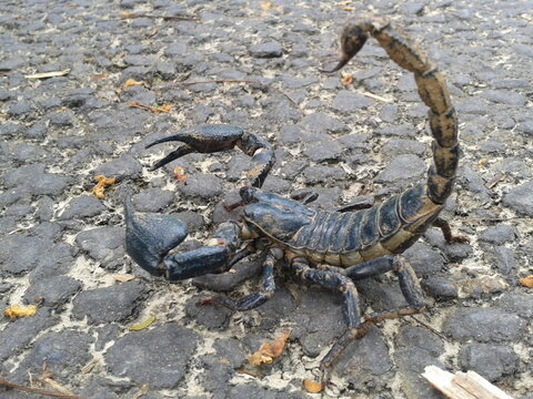 Close up of a Scorpion on the ground. Commonly called the giant forest scorpion. Gigantometrus swammerdami.
