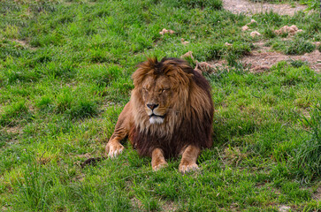 lion in the grass