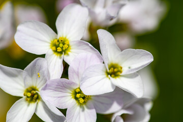 Cardamine pratensis in meadow, close up shoot	