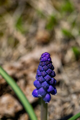 Muscari flower growing in meadow