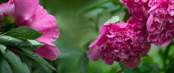 piwonia różowa w kroplach deszczu, pink peony