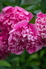 pink peony flowers after rain with water droplets in the garden