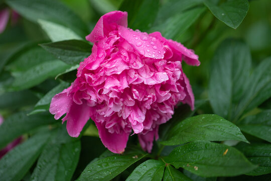 piwonia r&oacute;żowa w kroplach deszczu, pink peony